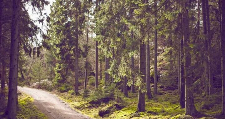 WhatsApp Business para ventas: sistema de seguimiento para no perder leads en México