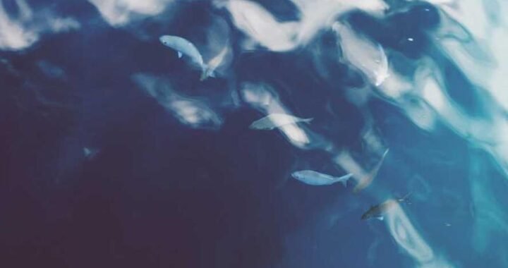 Forecast comercial básico: cómo predecir el mes con pipeline y tasas de conversión